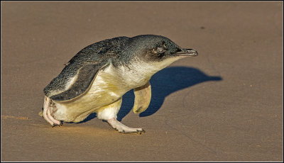 Fairy Penguin heading for water