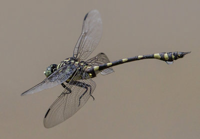 Dragonfly Inflight*Credit*