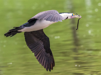 Flying Cormorant*Credit*