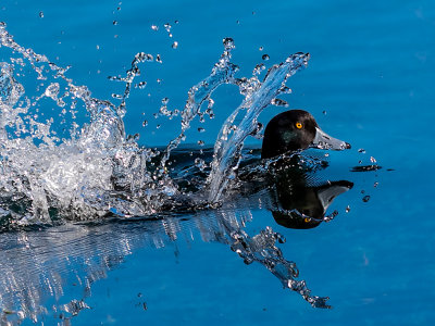 Splashing Duck Milford*Credit*