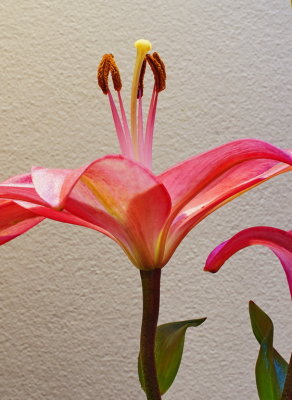 elegant Pink lily