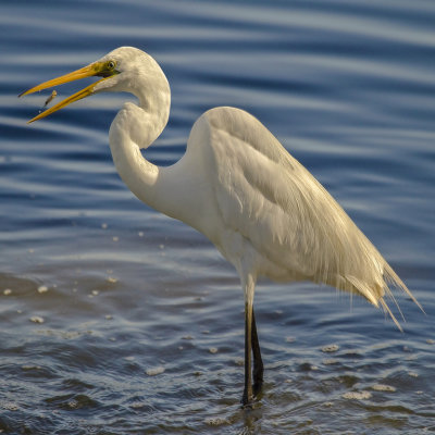 Egret 2