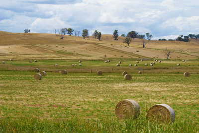 Wheat Fields near Beechworth*Credit*