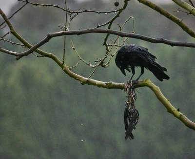 Raven with Bird Carcass