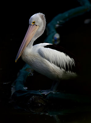 Pelican