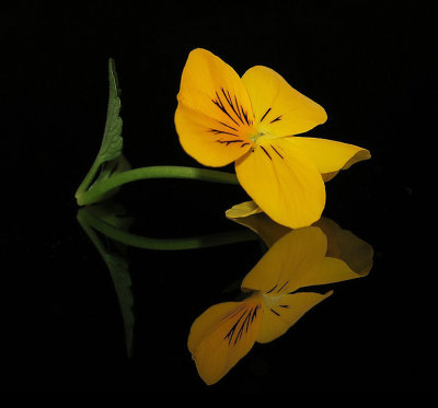 Yellow pansy reflection