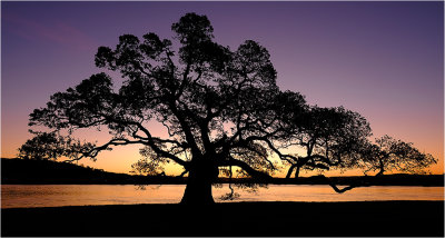 Davistown Tree Silhouette<h4>*Merit*</h4>