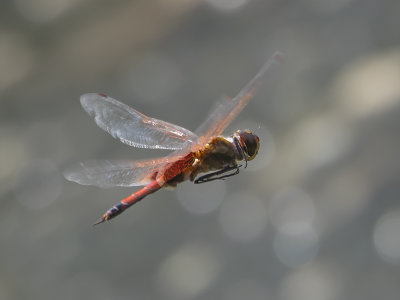 Dragonfly inflight