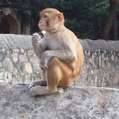 Thoughtful monkey