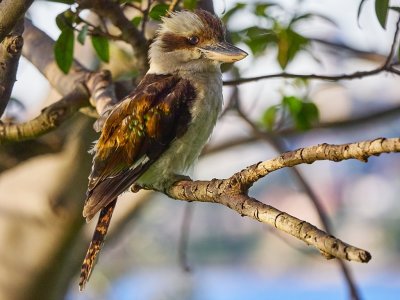 Kookaburra Bradleys Head