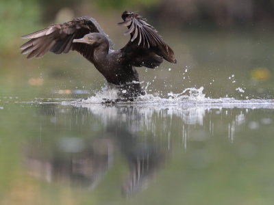 Cormorant Landing*Credit*