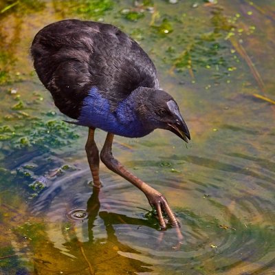 Juvenille Purple WoodHen