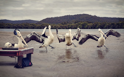 Pelican Dance Party*Credit*