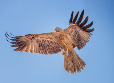 Whistling Kite