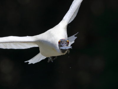 Spoonbill In Flight