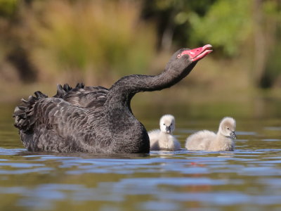 Proud Mother Swan