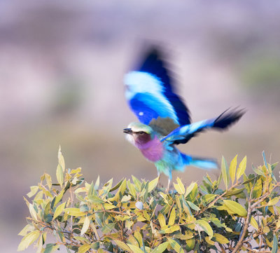 Lilac-breasted roller landing