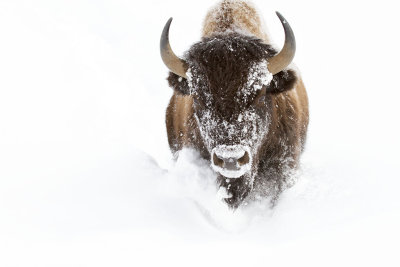 American Bison trudging through snow*Credit*