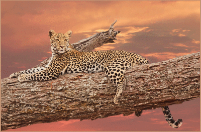 Young Leopard at Sunset*Merit*