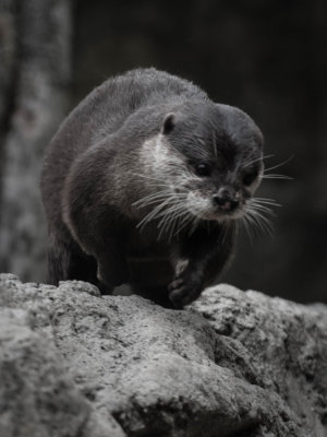 Small Claw Otter