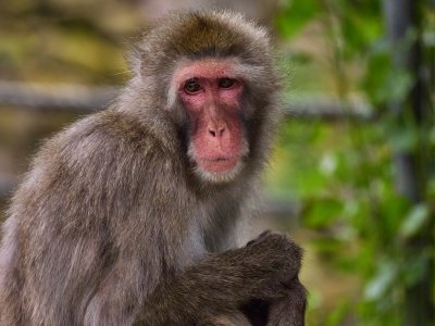 Japanese Macaque Launceston