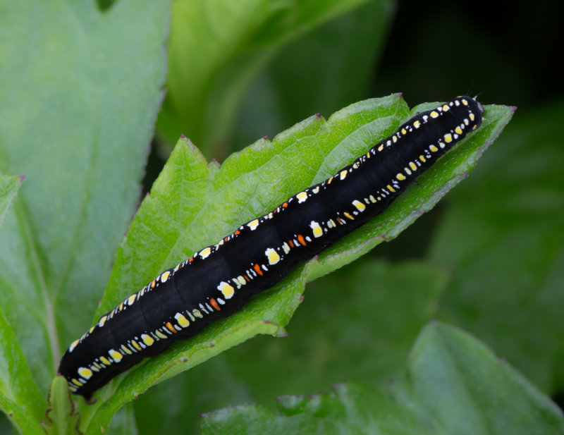 Oraesia emarginata larva