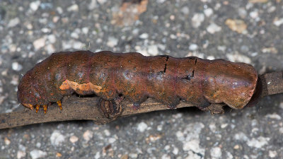 Unidentified larva, probably Noctuidae. Chuk Yeung Road, 2nd May 2013. (Nr. WOng Chuk Yeung).