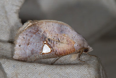 Pterogonia episcopalis