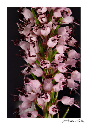 Cepell (Erica multiflora)