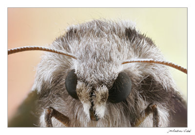 Papallona nocturna (Notodotidae)