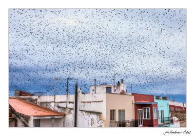 L'estornellada (Sturnus vulgaris) volant per damunt del carrer Mar. Rossell (Baix Maestrat)