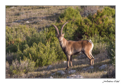 Capra hispanica pyrenaica