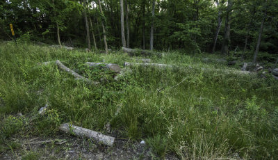 Emerald Ash Borer - Rowe Woods Damage