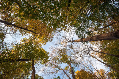 Emerald Ash Borer - Ash Tree Canopy