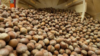 Hazelnuts Aplenty