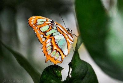 Butterfly Show Eden Park