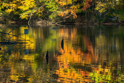 Autumn On Powel Crosley Lake 