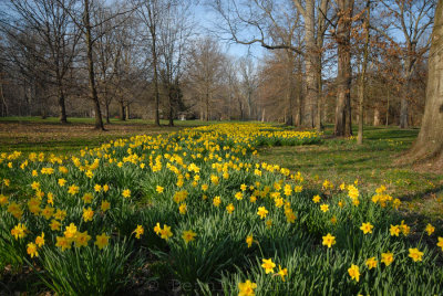 Krippendorf's Daffodils 