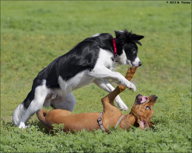 Puppy Play