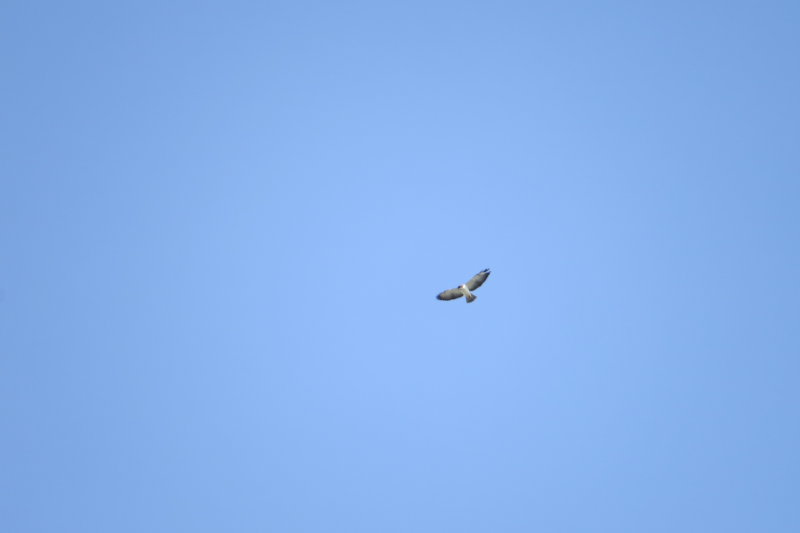 Short-tailed Hawk