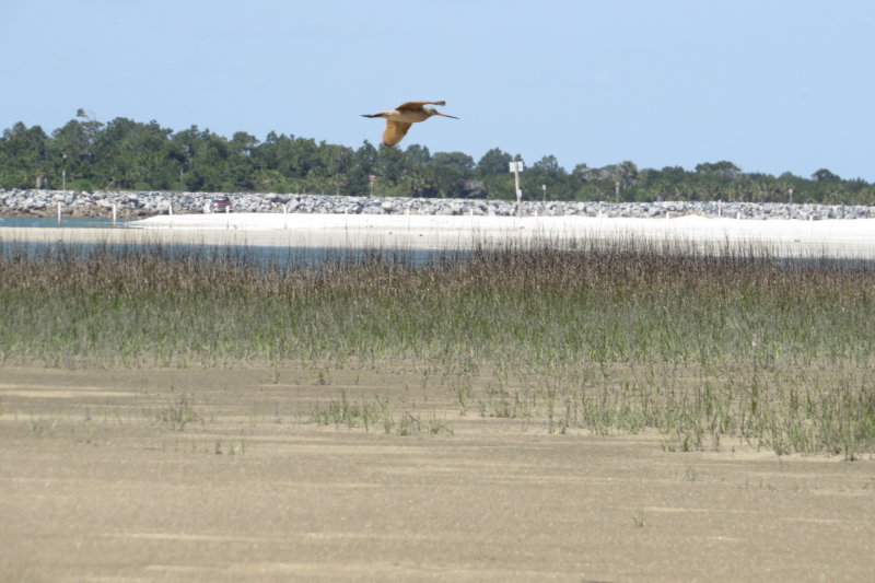 Marbled Godwit