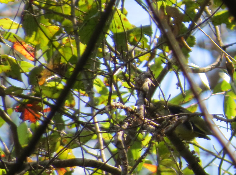 Scarlet Tanager