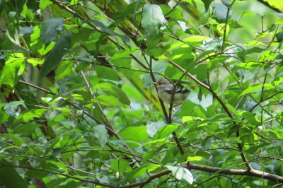 Northern Parula fledgling