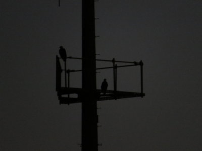 Eagles at night