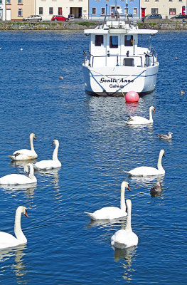 The swans of Galway