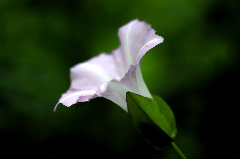 Ipome sauvage
