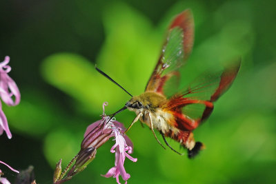 Sphinx colibri sur Fleur de coucou