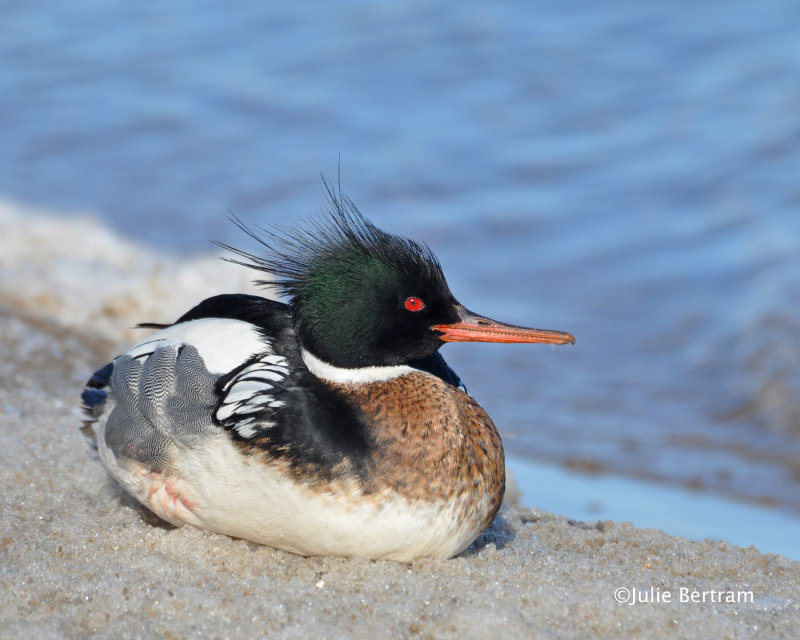 Red-breasted Merganser