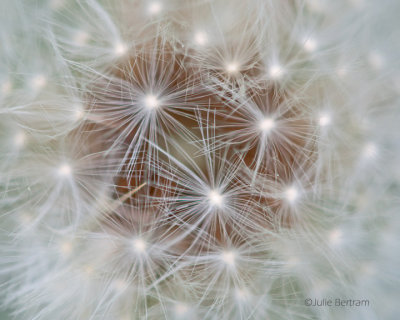 Make a Wish
