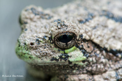 Tree Frog